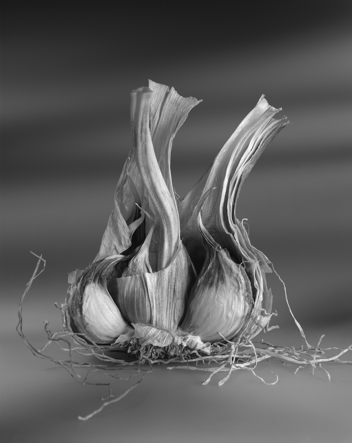 3_of_4_Garlic.jpg
