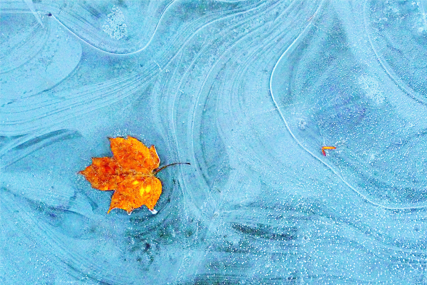 LEAF UNDER ICE.jpg