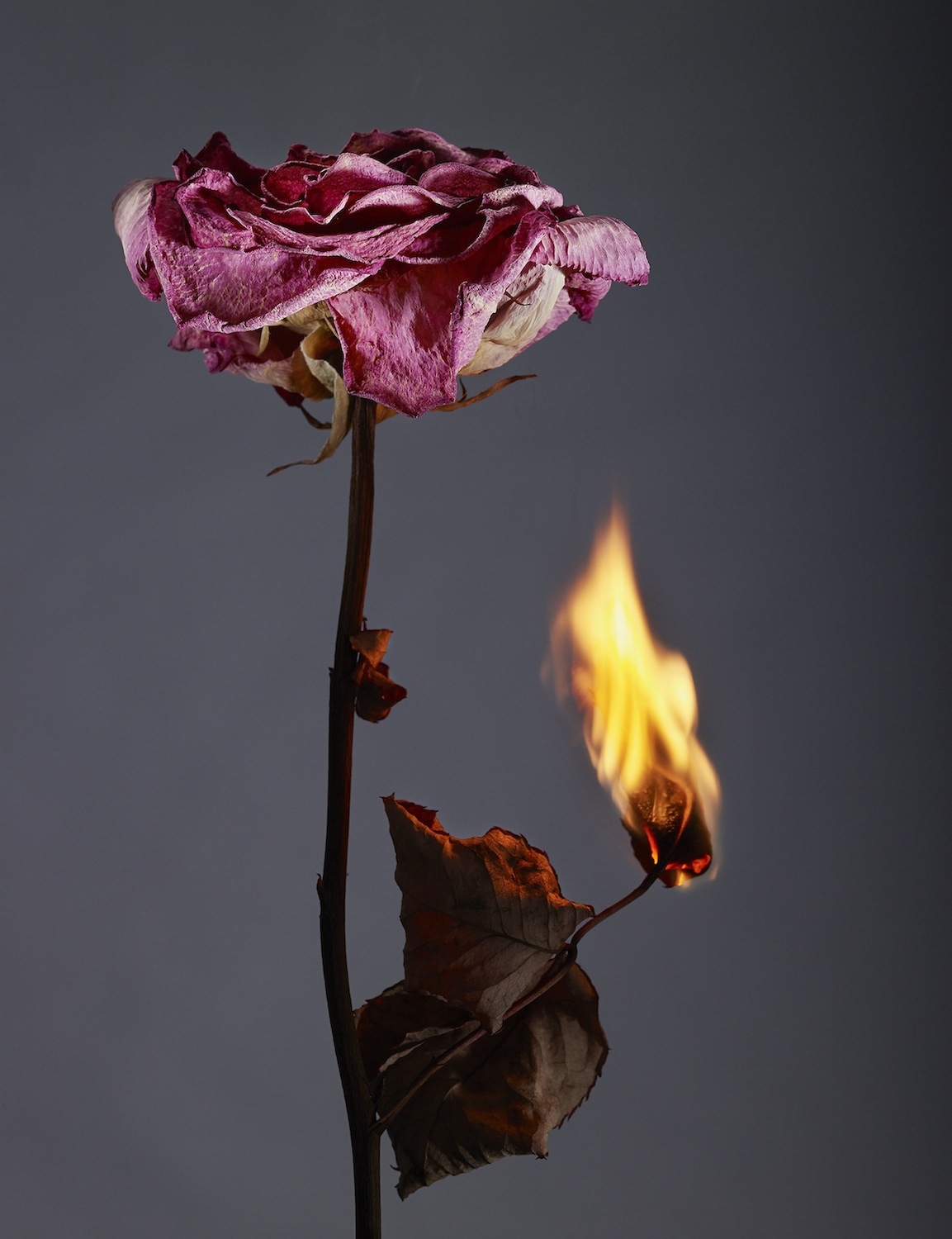 Aesthetic Burning Rose Flower Realistic Flame Effect Dark Background Stock  Photo by ©brita.seifert@googlemail.com 599407860