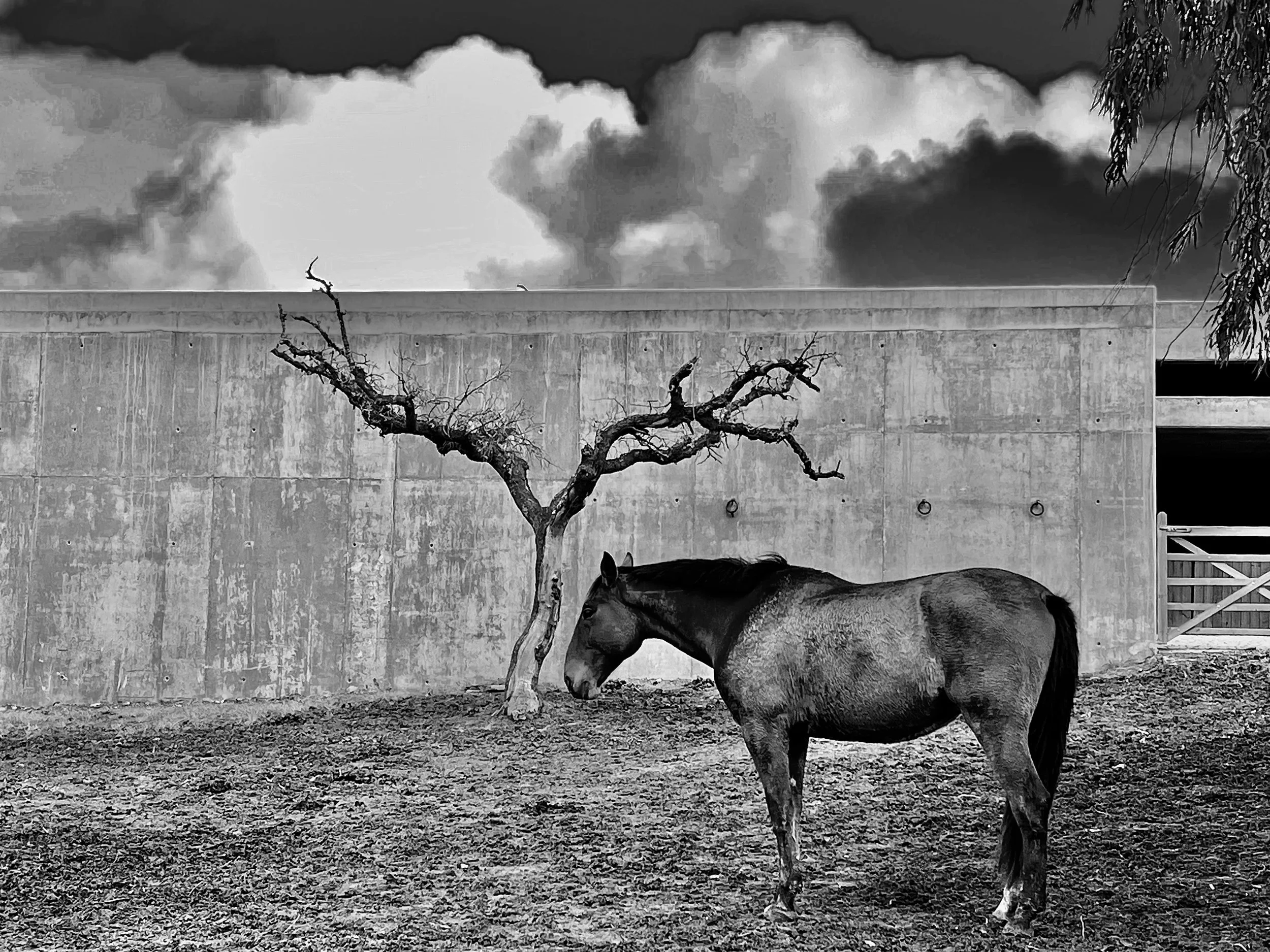 HORSE MALHADINHA NOVAjpeg.jpeg