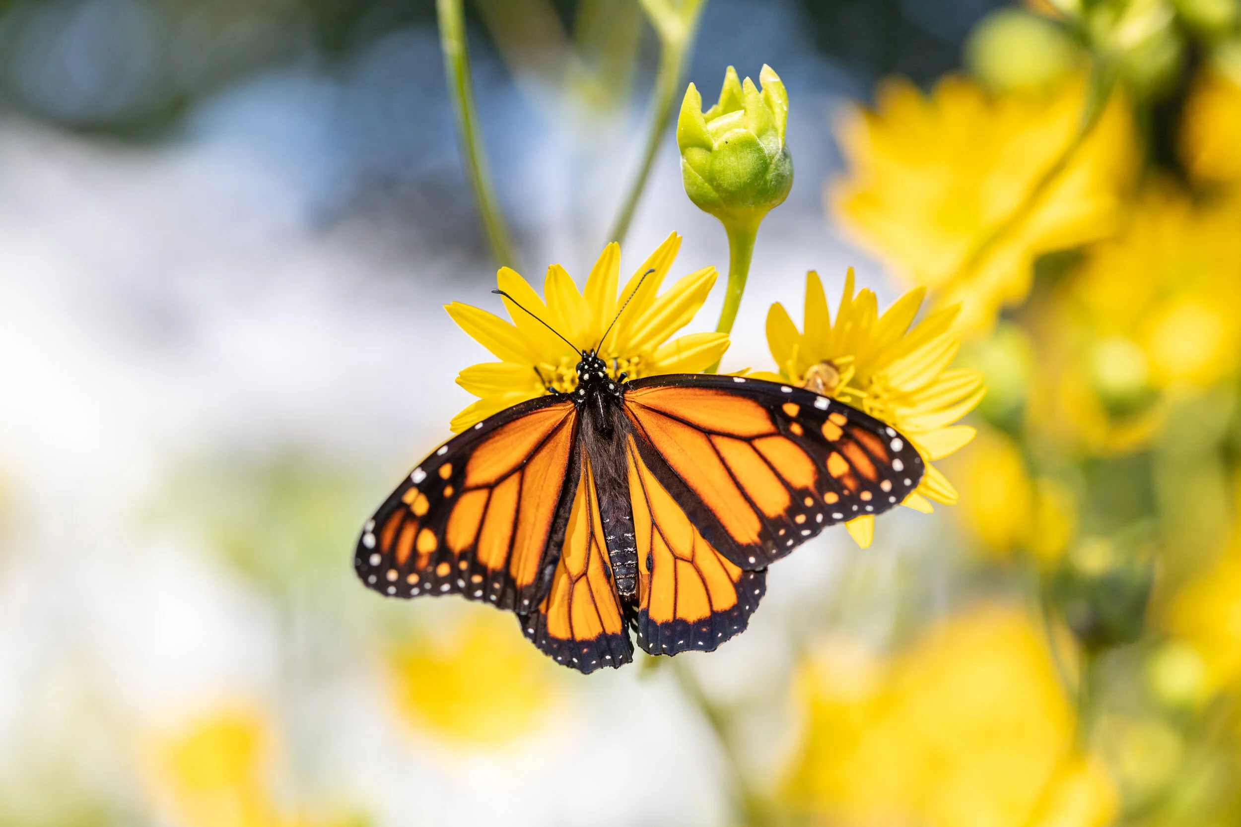 And Now for Something Completely Different