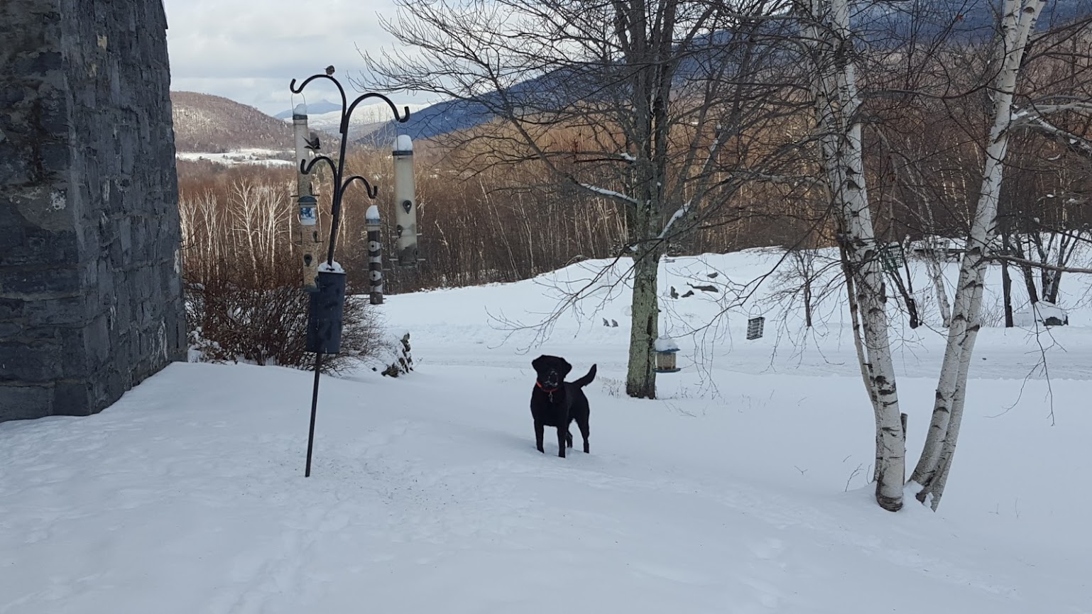 Our dog Stout, checking out our guests at the birdfeeders.