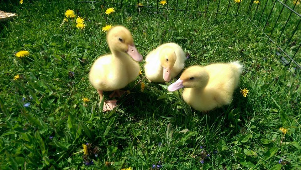 The ducklings, on their first field trip!