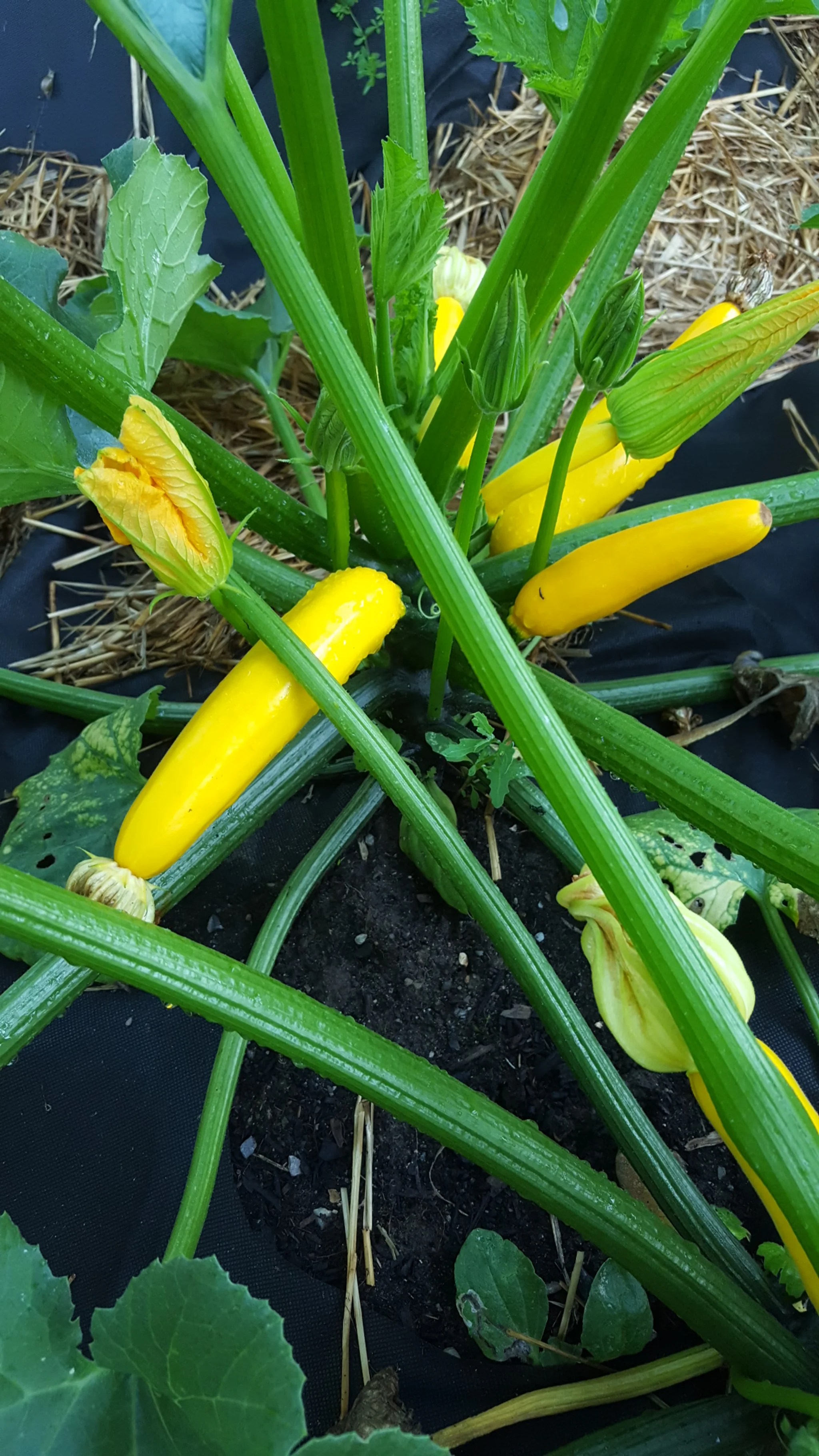mmm, Summer Squash!