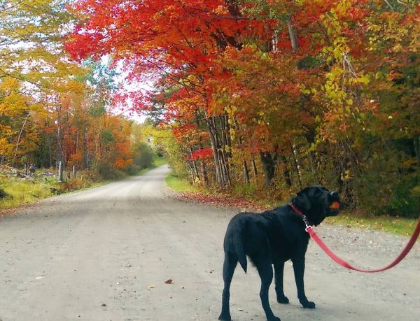 Stout, taking her apple on a walk.