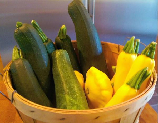 Our garden is producing with abundance! We are happily giving treats to friends and neighbors.