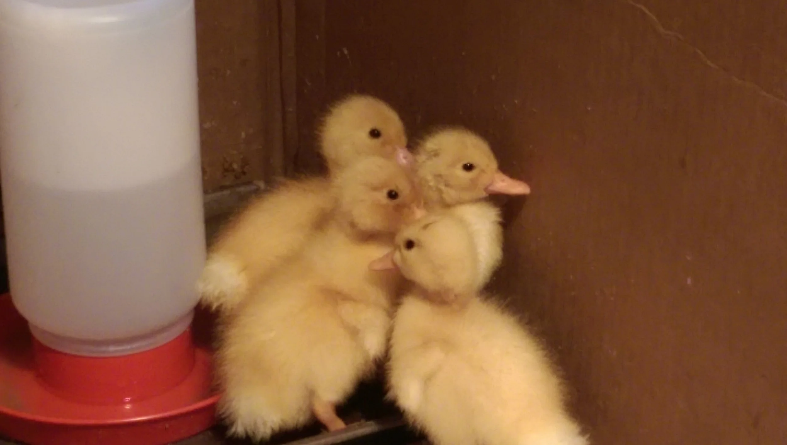 The little ones, on their their arrival day!