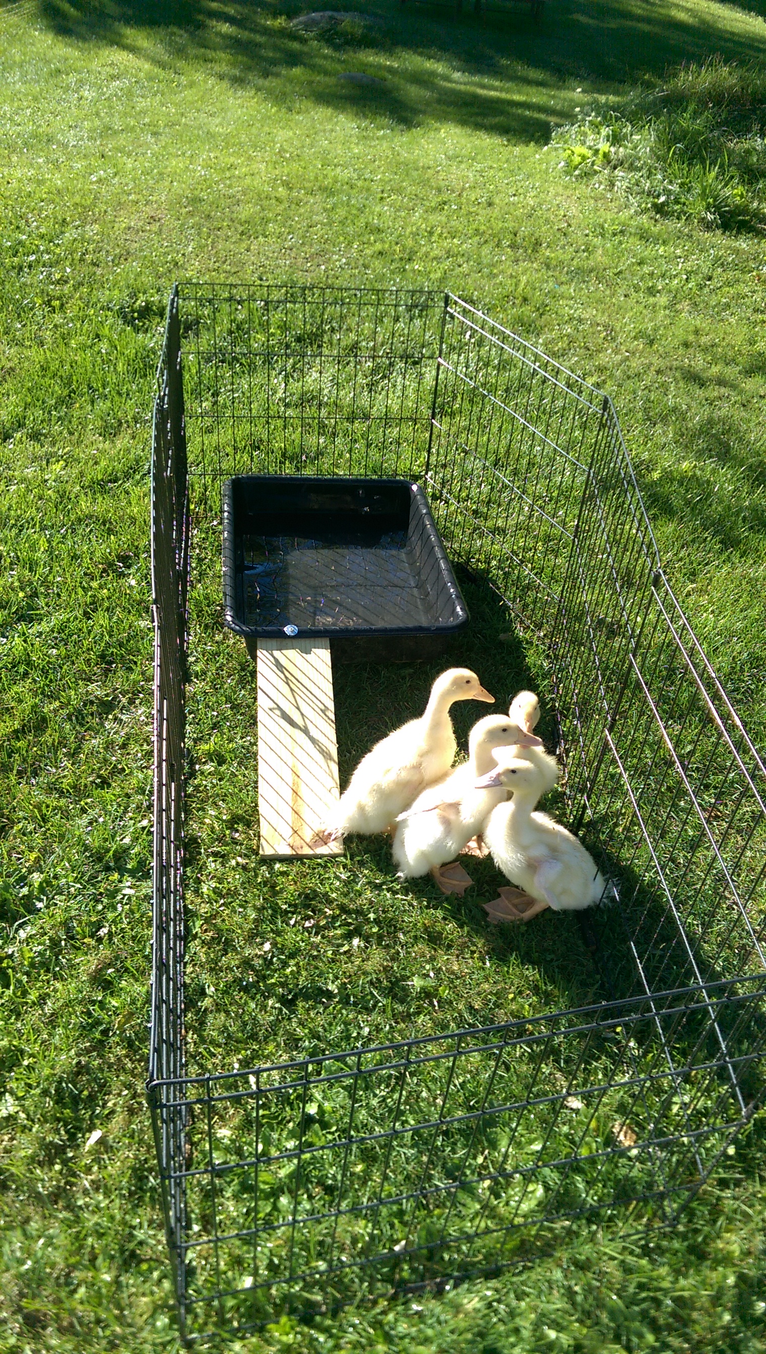 Enjoying the grass and pool on a sunny day!