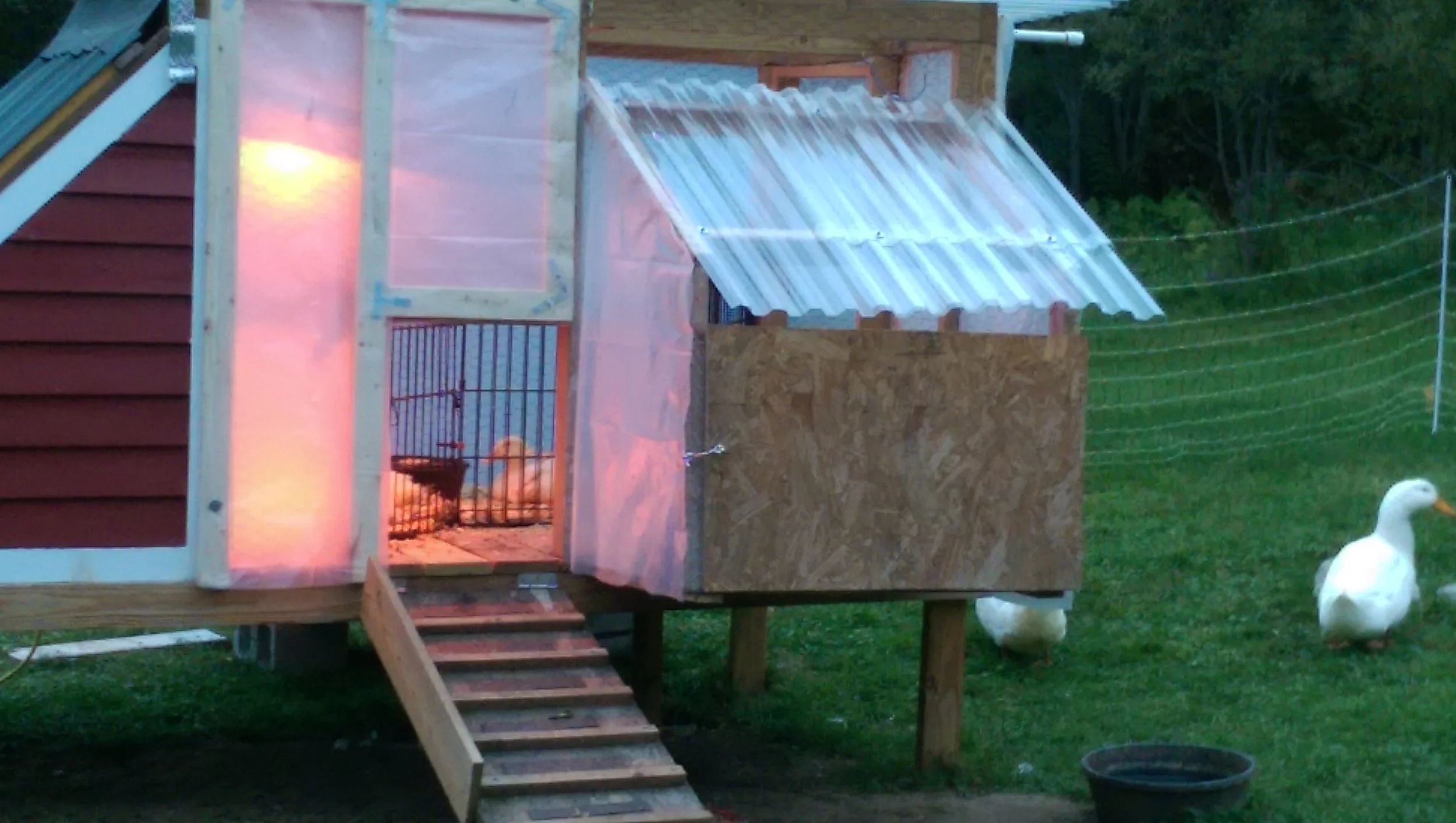 The little ones enjoy the heated lamp at night, while their mates prefer to sleep outside under the stars.