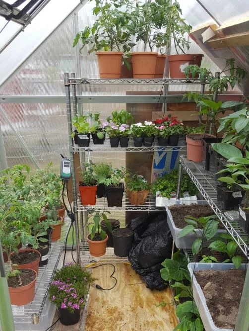 The greenhouse plays a key role in keeping our plants safe and warm in the early season!