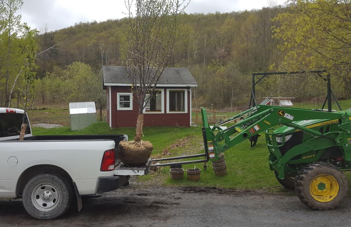Our new plum trees, making their way to the orchard!