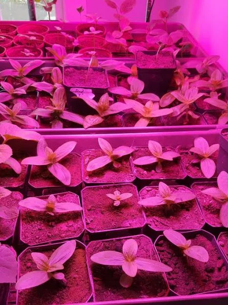 Seedlings, safe and warm inside!