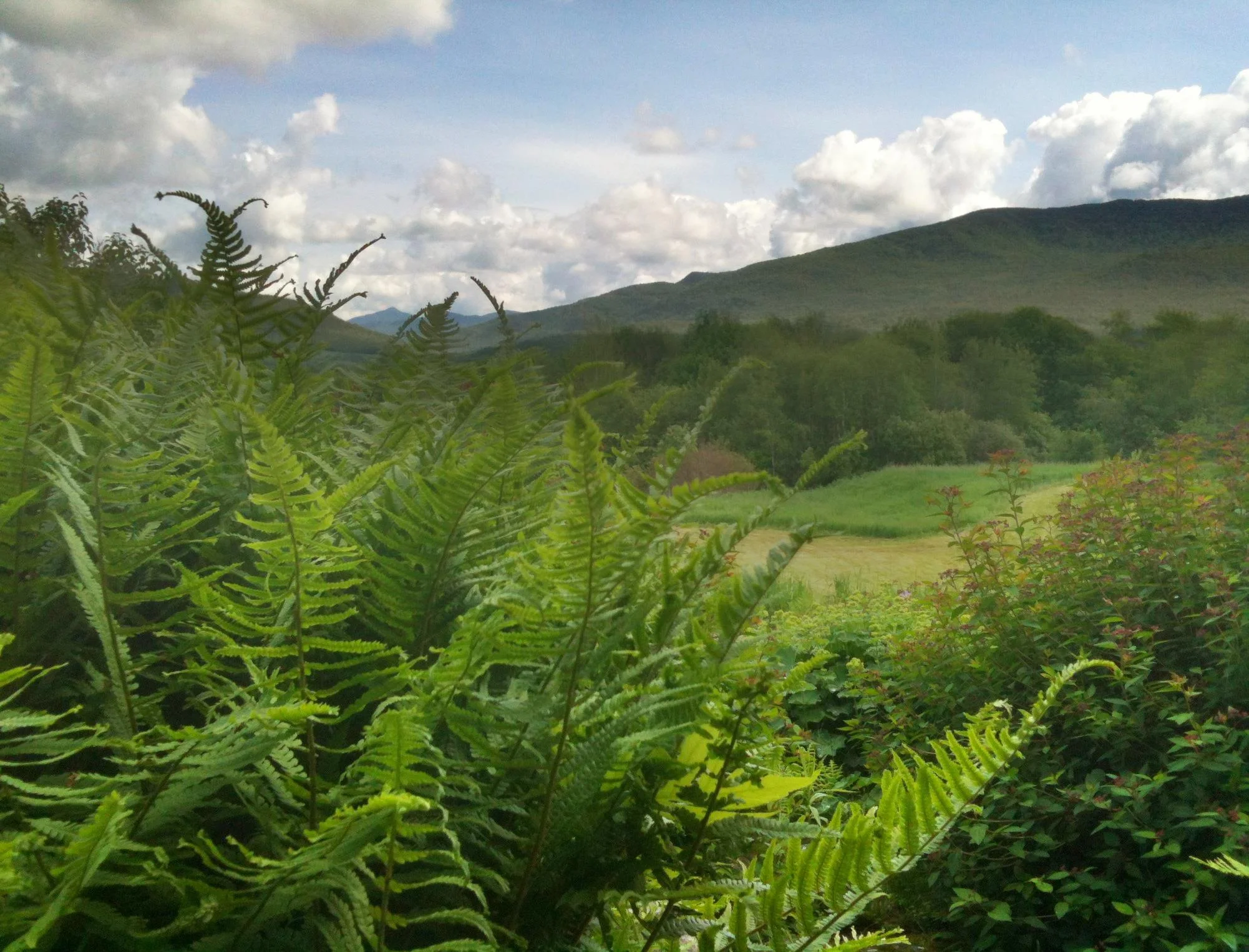 Ferns in the front garden bed, with Camel's Hump mountain in the background