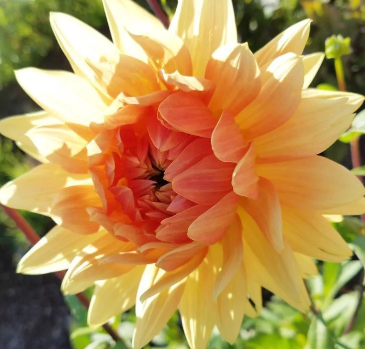 Dahlias in the sunshine!