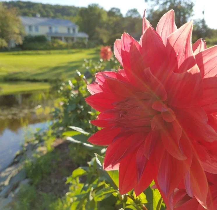Dahlia and Vermont Bed and Breakfast at Russell Young Farm