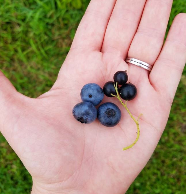 Fresh blueberries and currants from the bushes around the pond at our Bed and Breakfast!