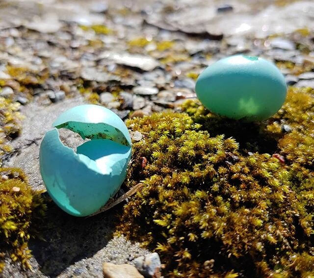 The wind last night knocked these little gems out of their nest. We appreciated their beauty and let them be in the moss. Someone else will enjoy them too.