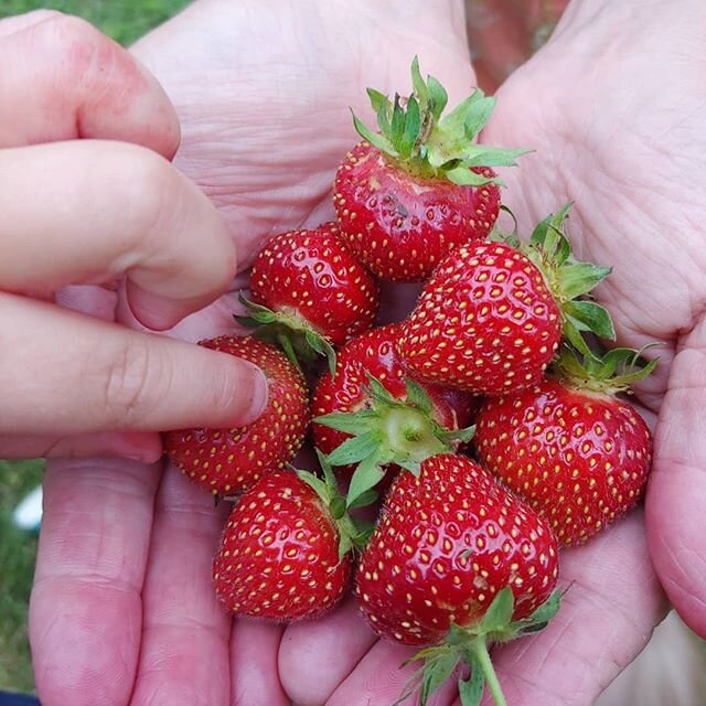 They taste even better when shared. 🍓