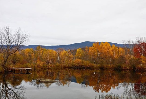 Foliage Reflections.png