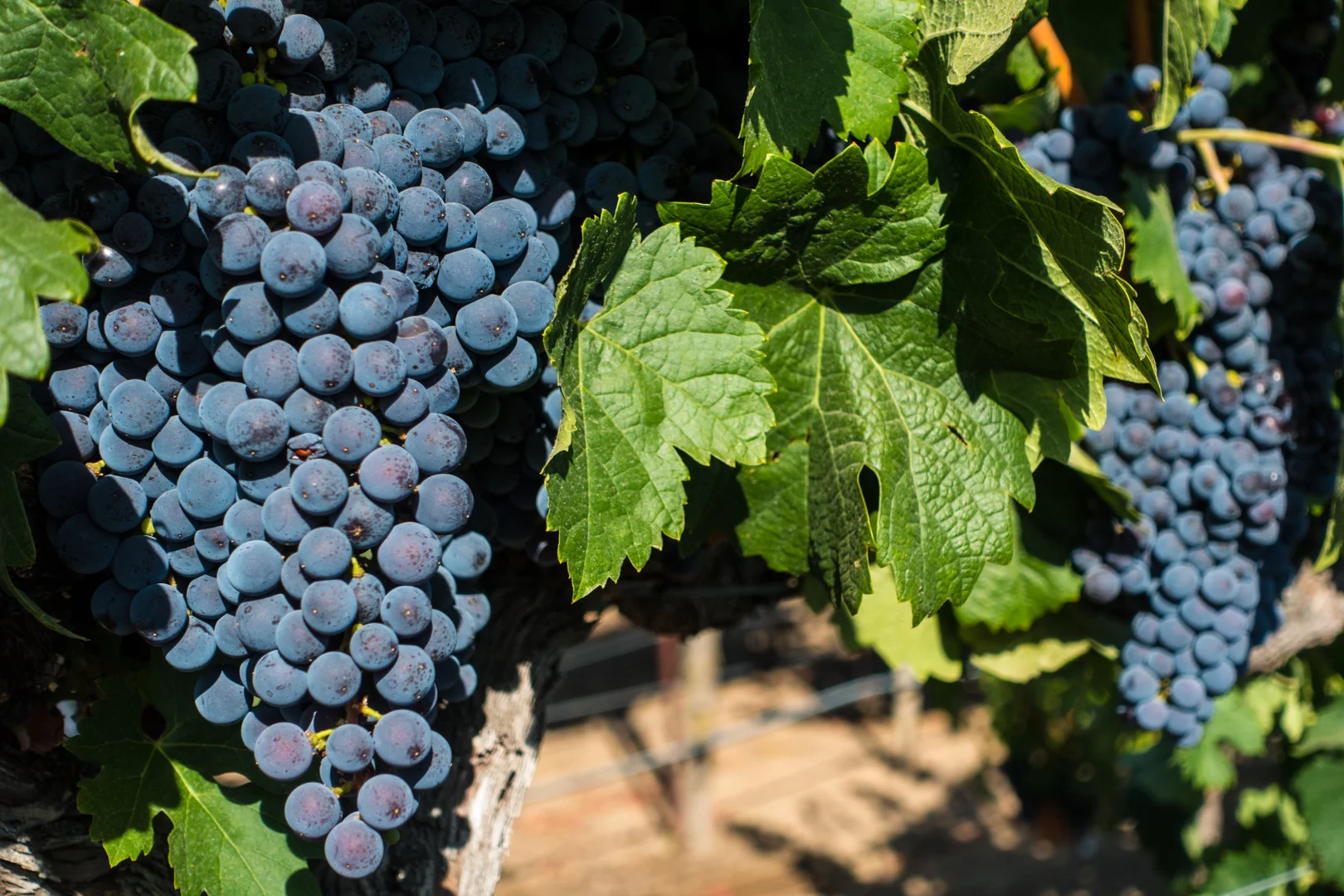 Vino_(23_of_55).jpg