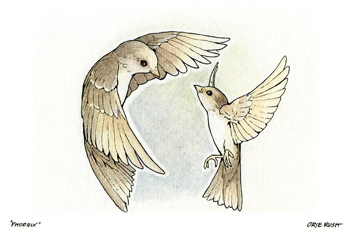 RichS_Illustration3(LR).jpg