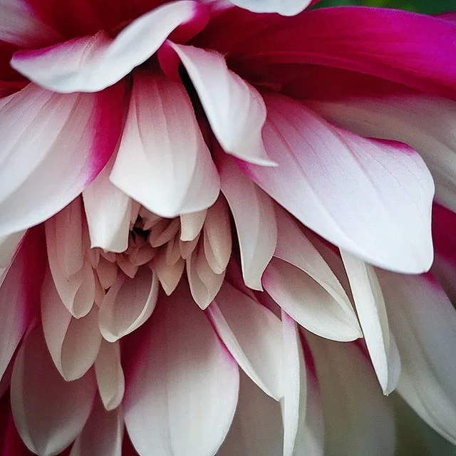 #dahlia