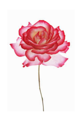 Mobile Opera - Madame Rose Palmai-Tenser Scholarship Competition Finals