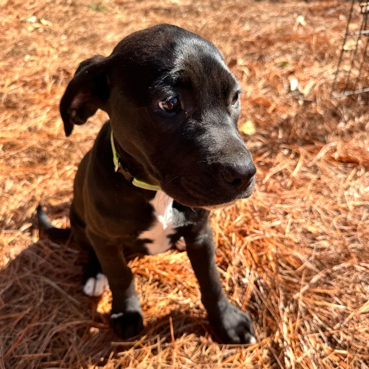 Evelyn - The Lab Sisters - Adopted