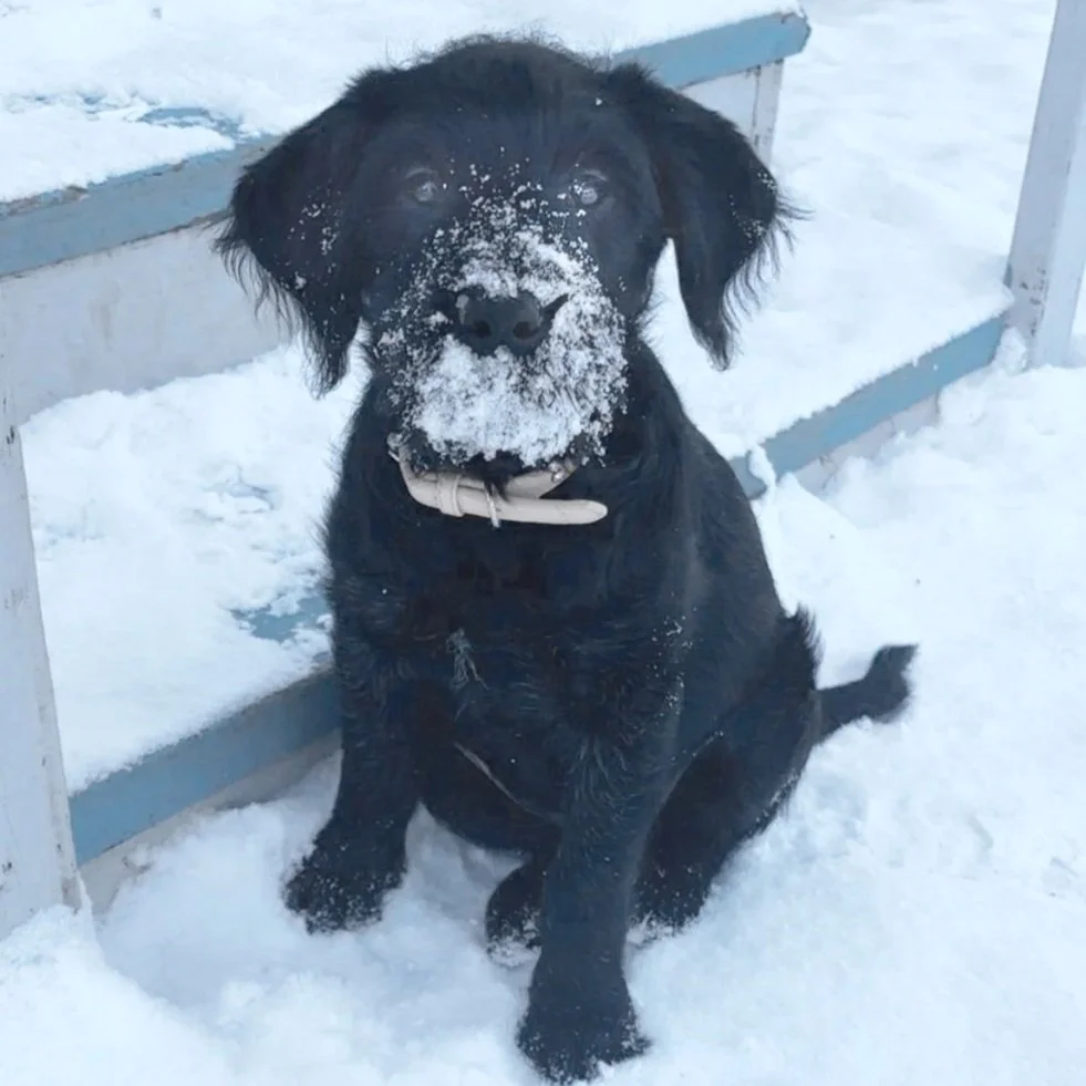 Dory - Available to Meet in Vermont - Adopted