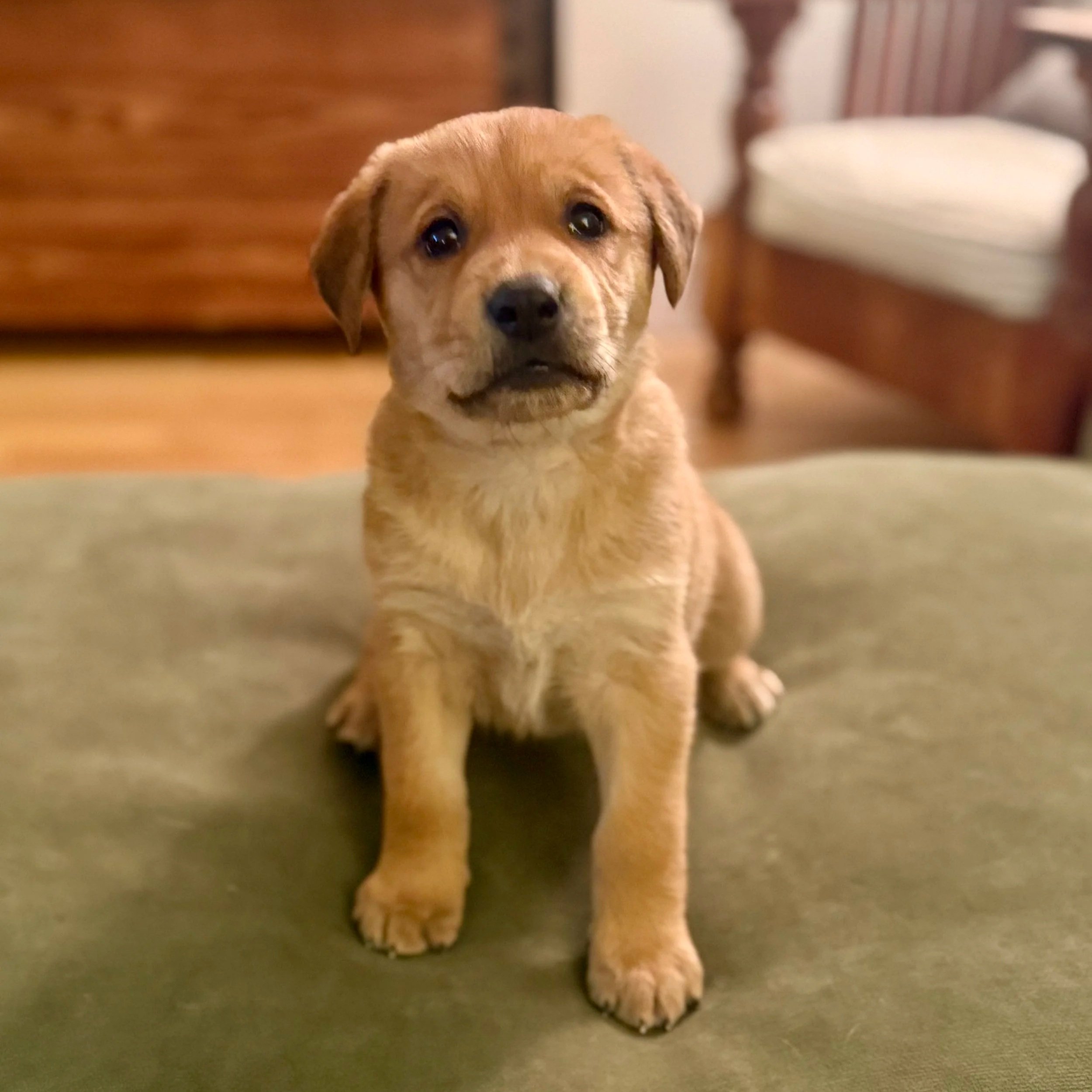 Lucy2.jpg
