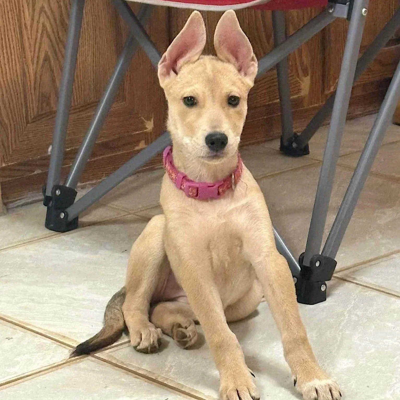 Dolly1.jpg
