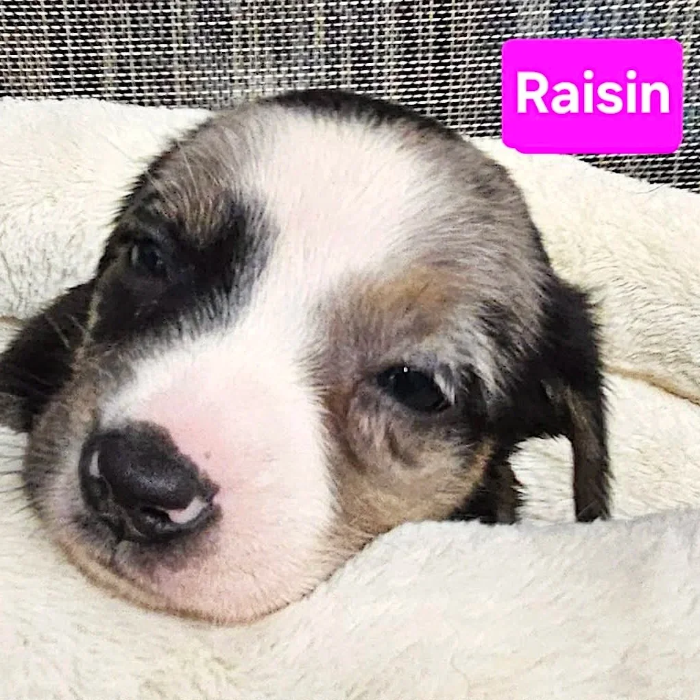 Raisin1.jpg