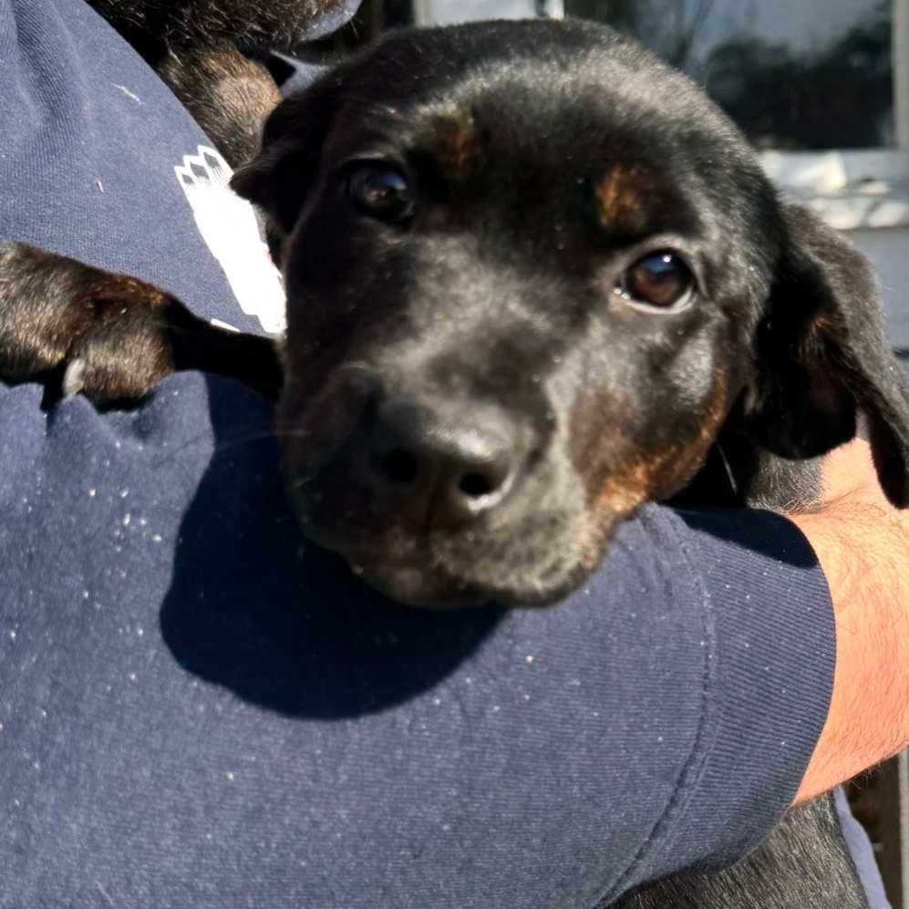 Jill - The J Puppies - Adopted