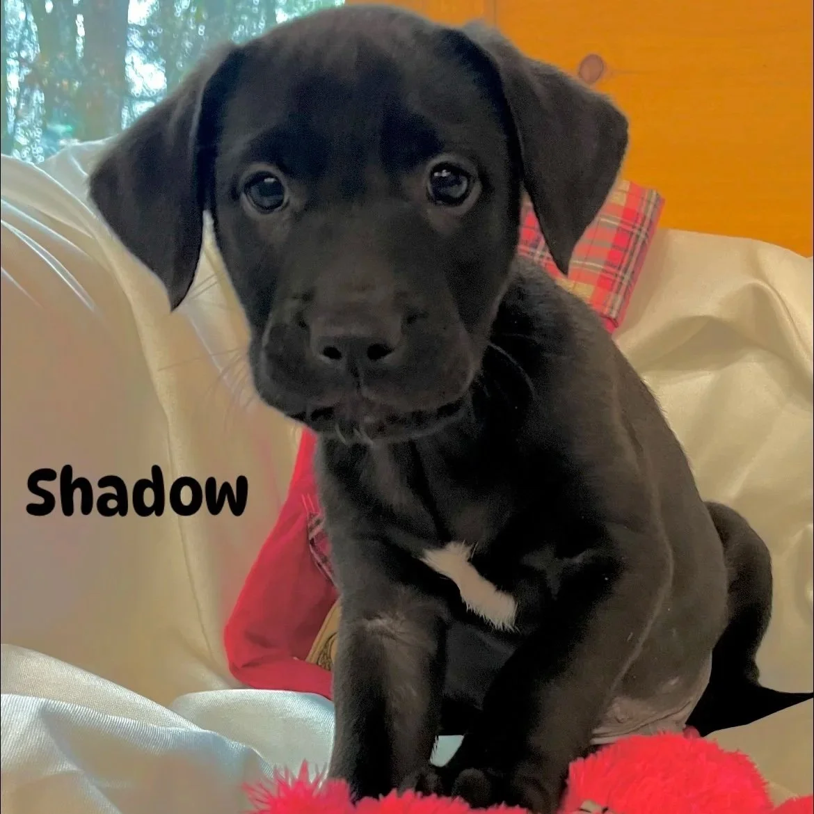 Shadow1.jpg
