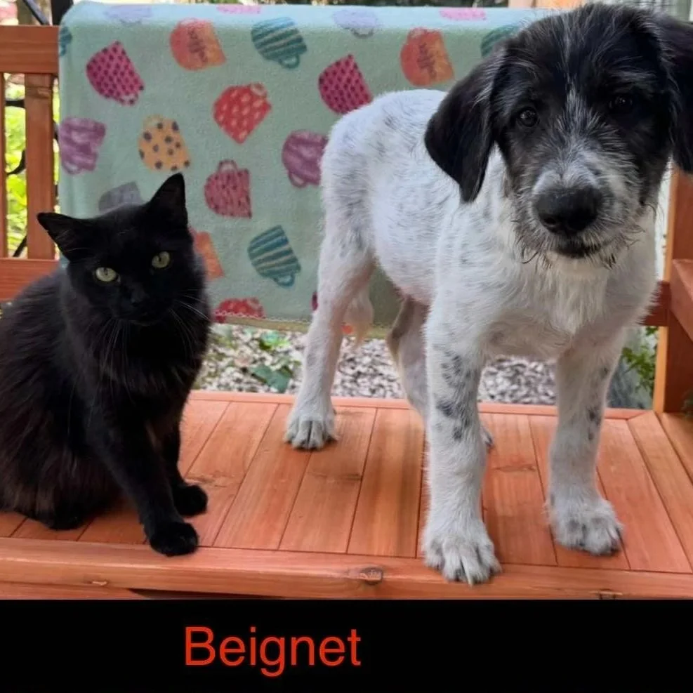 Beignent.jpg