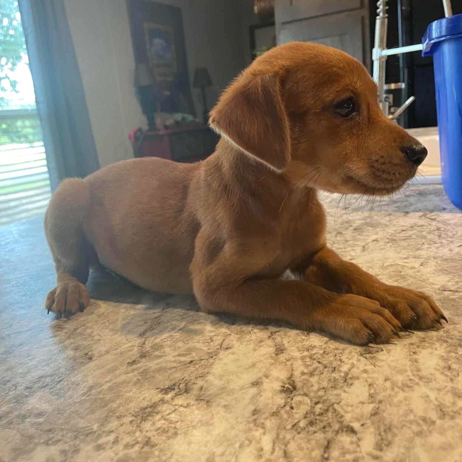 Ginger3.jpg