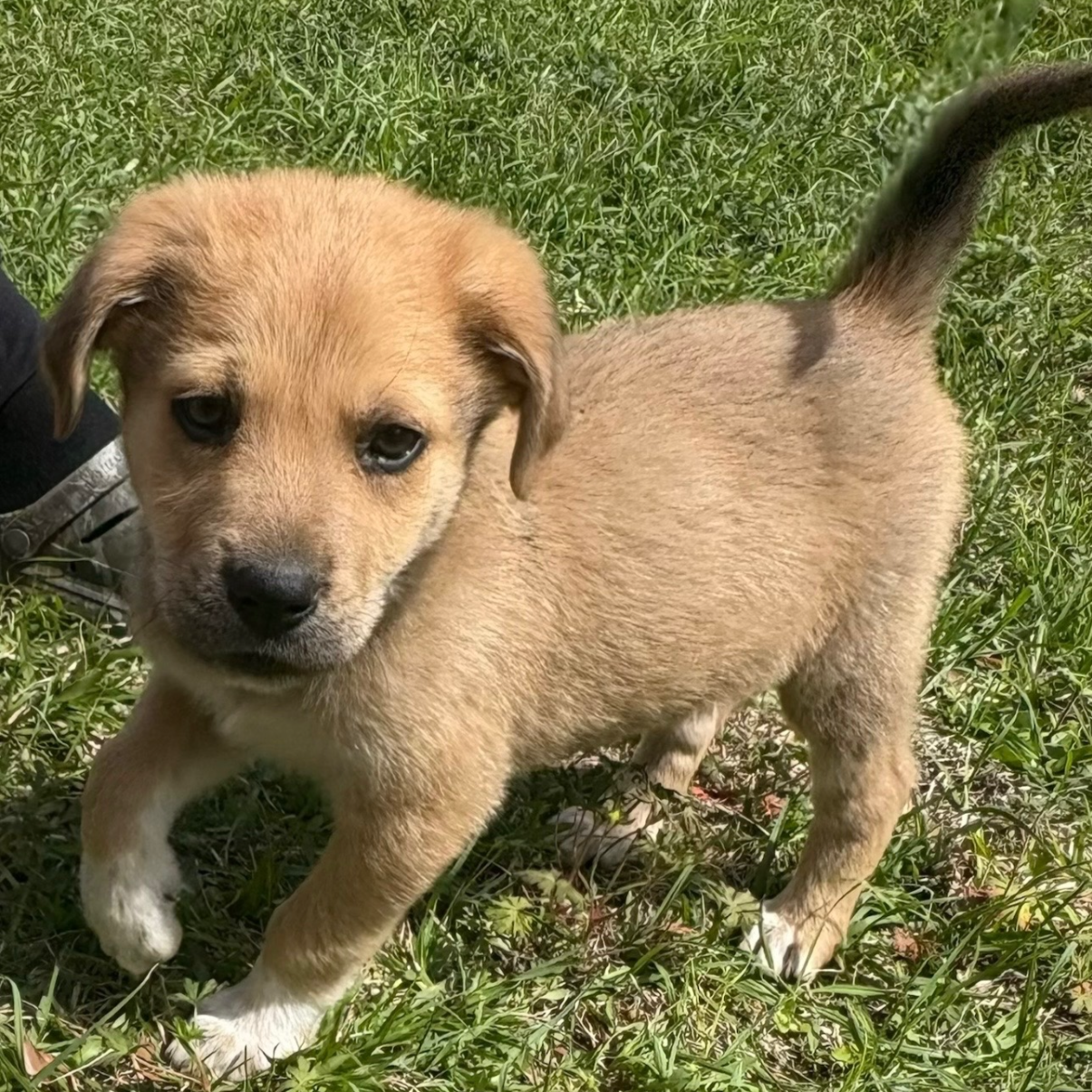 Blaze - The Dollar General Litter