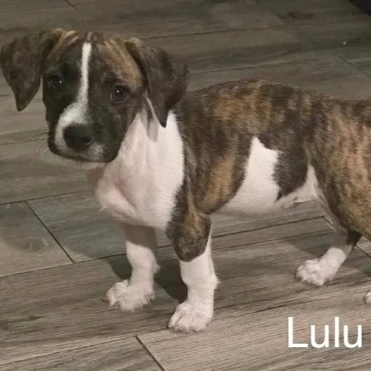 Lulu4.jpg