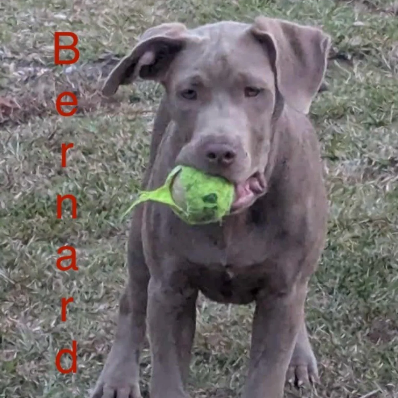 Bernard4.png