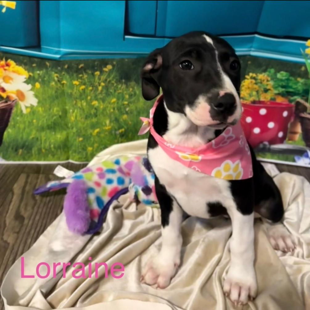 lorraine2.png