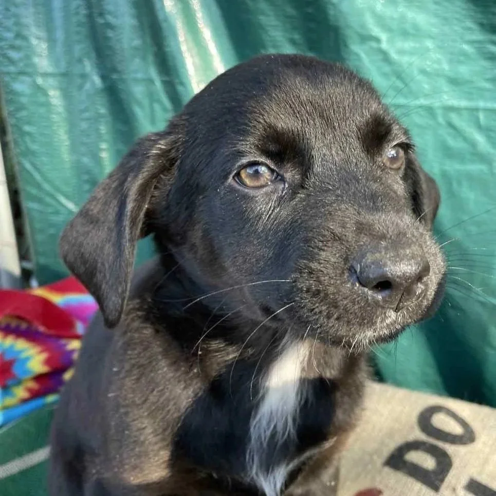 Arabella - The Victorian 10