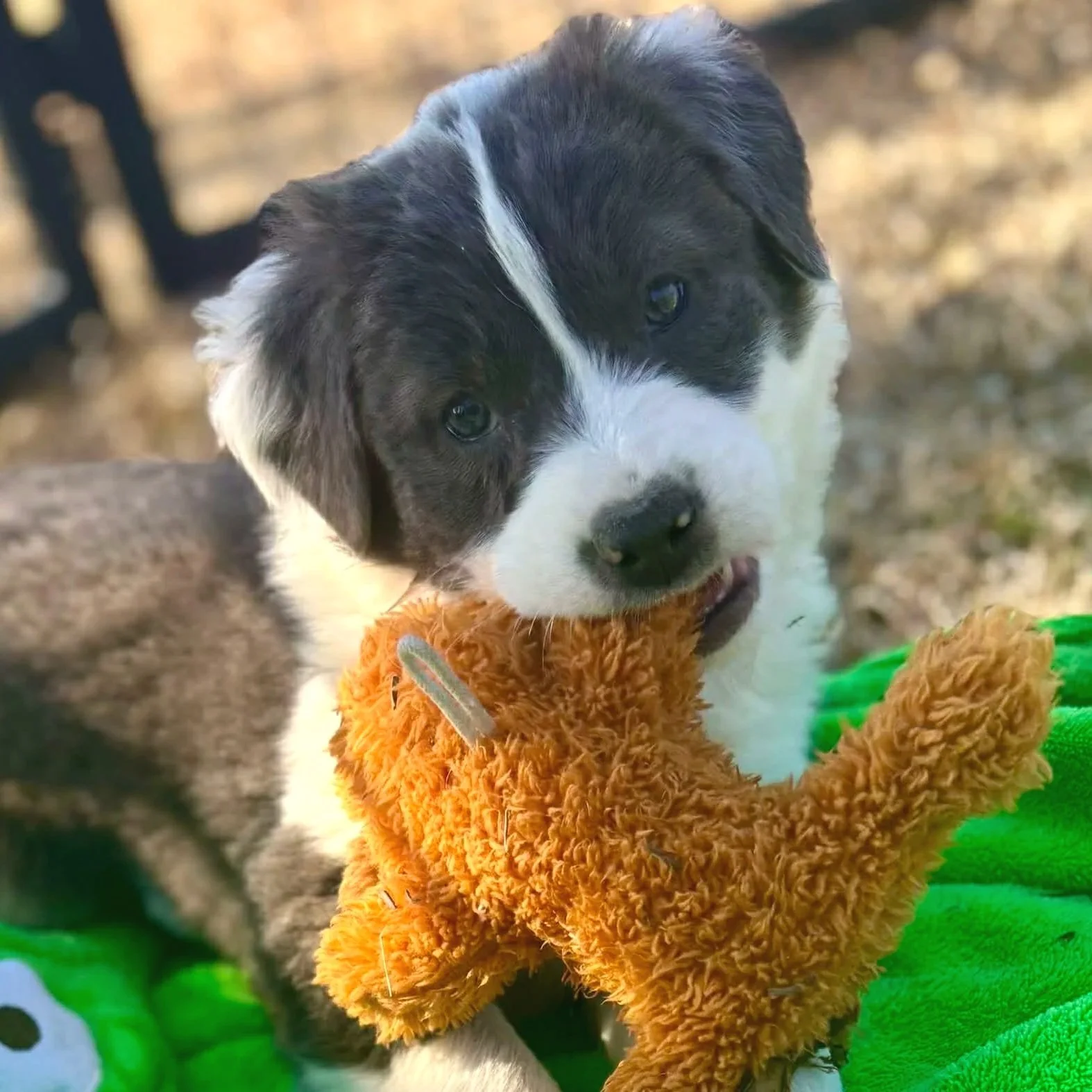 Cinderella -  The Cinderella Litter - Adopted