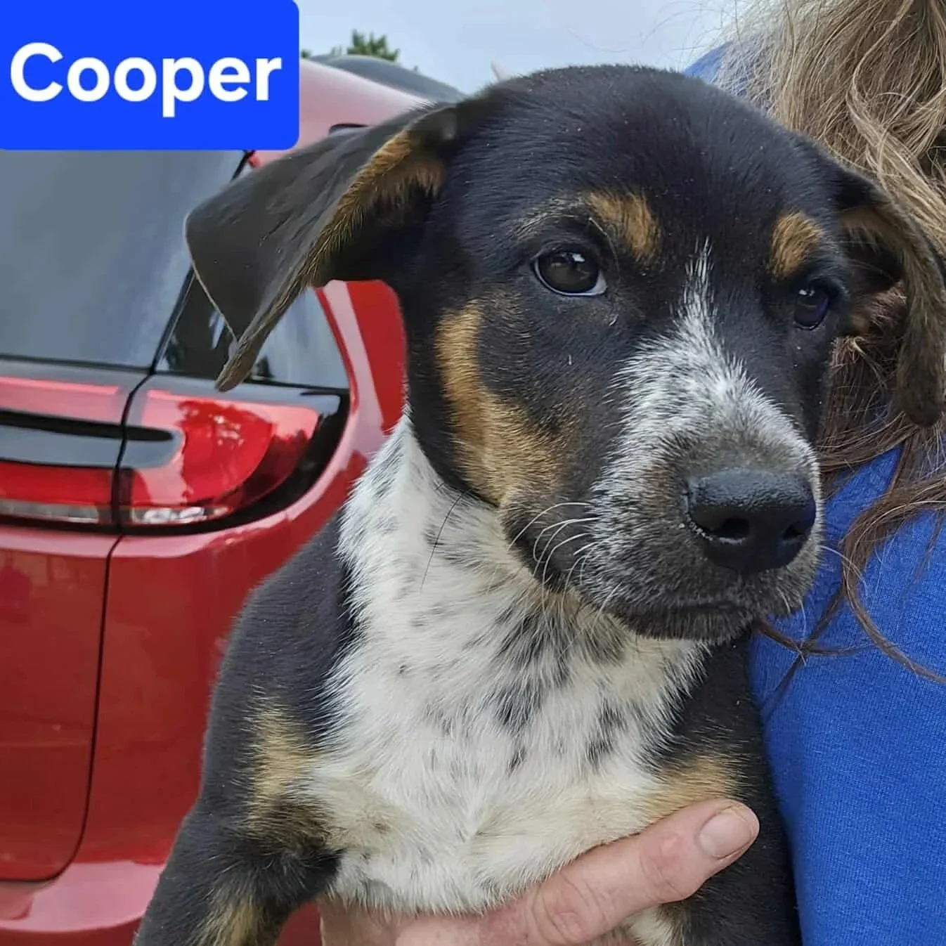 Cooper1.jpg