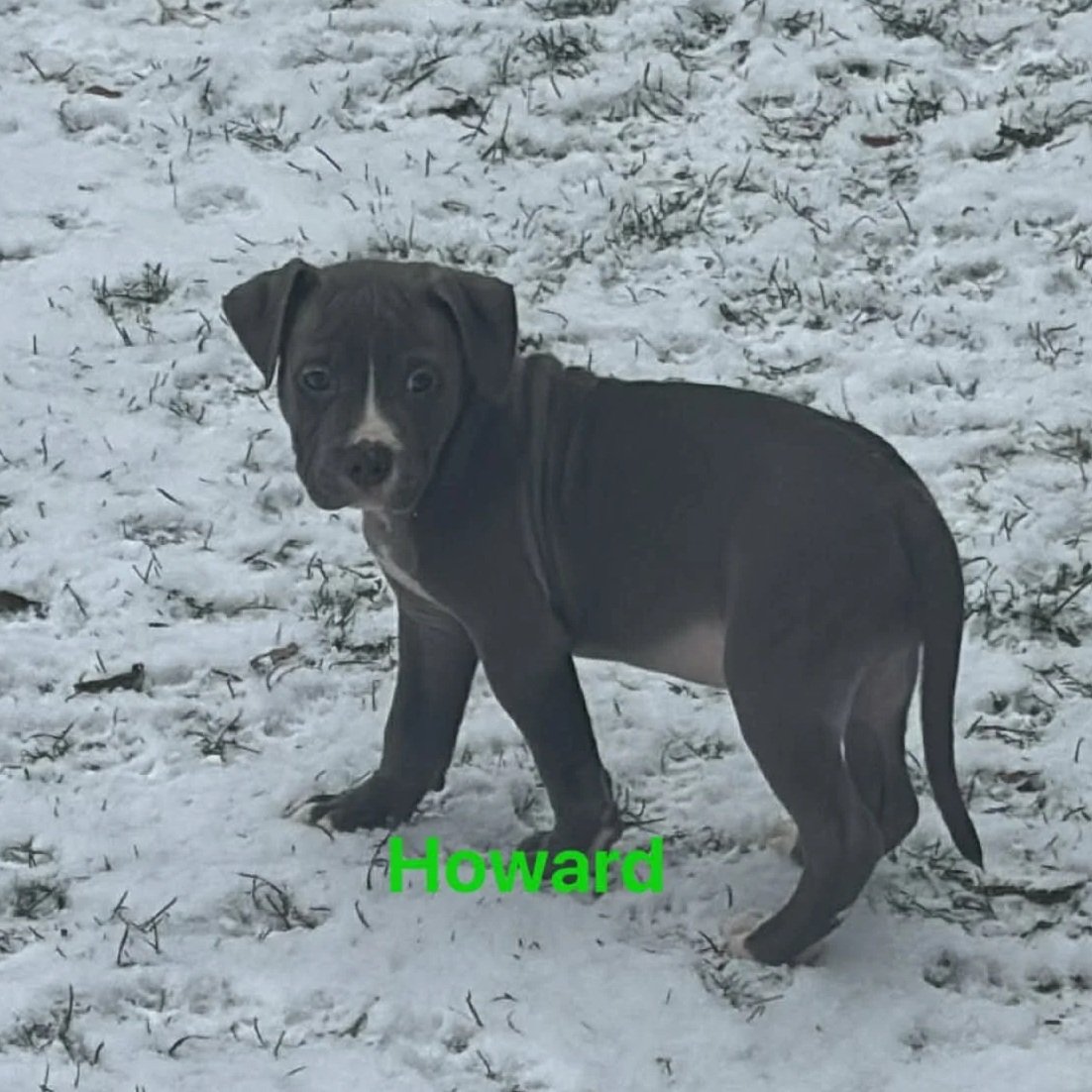 Howard1.jpg