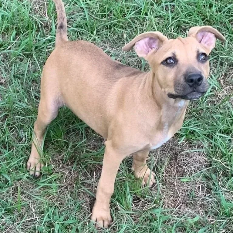 Fawn4.jpg