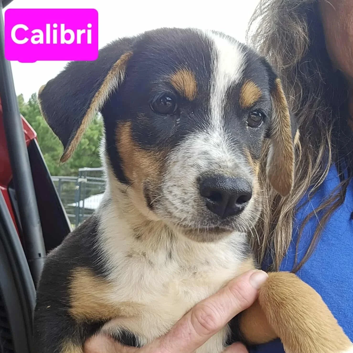 Calibri1.jpg
