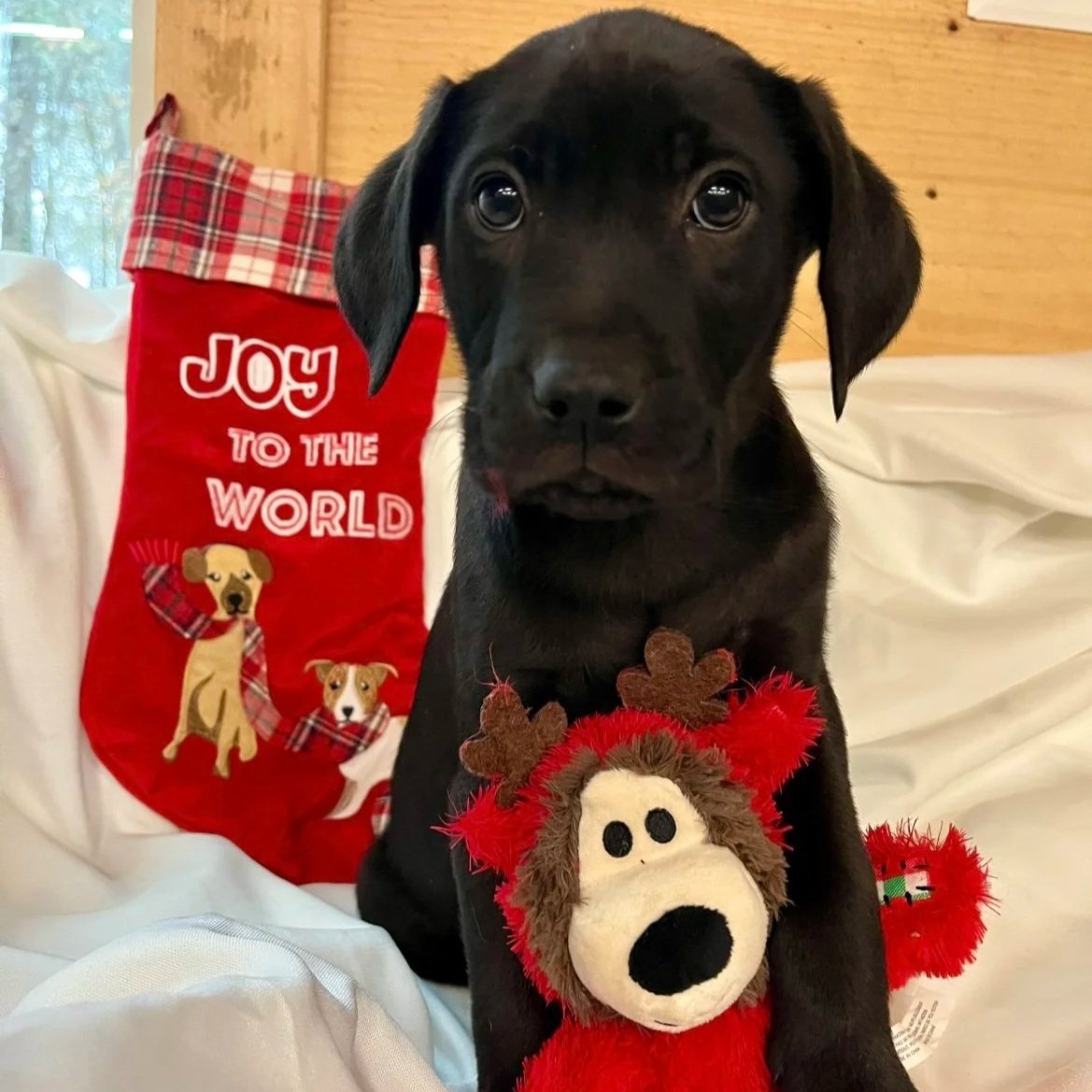 Blackjack "Jack" - The Licorice Litter - Adopted