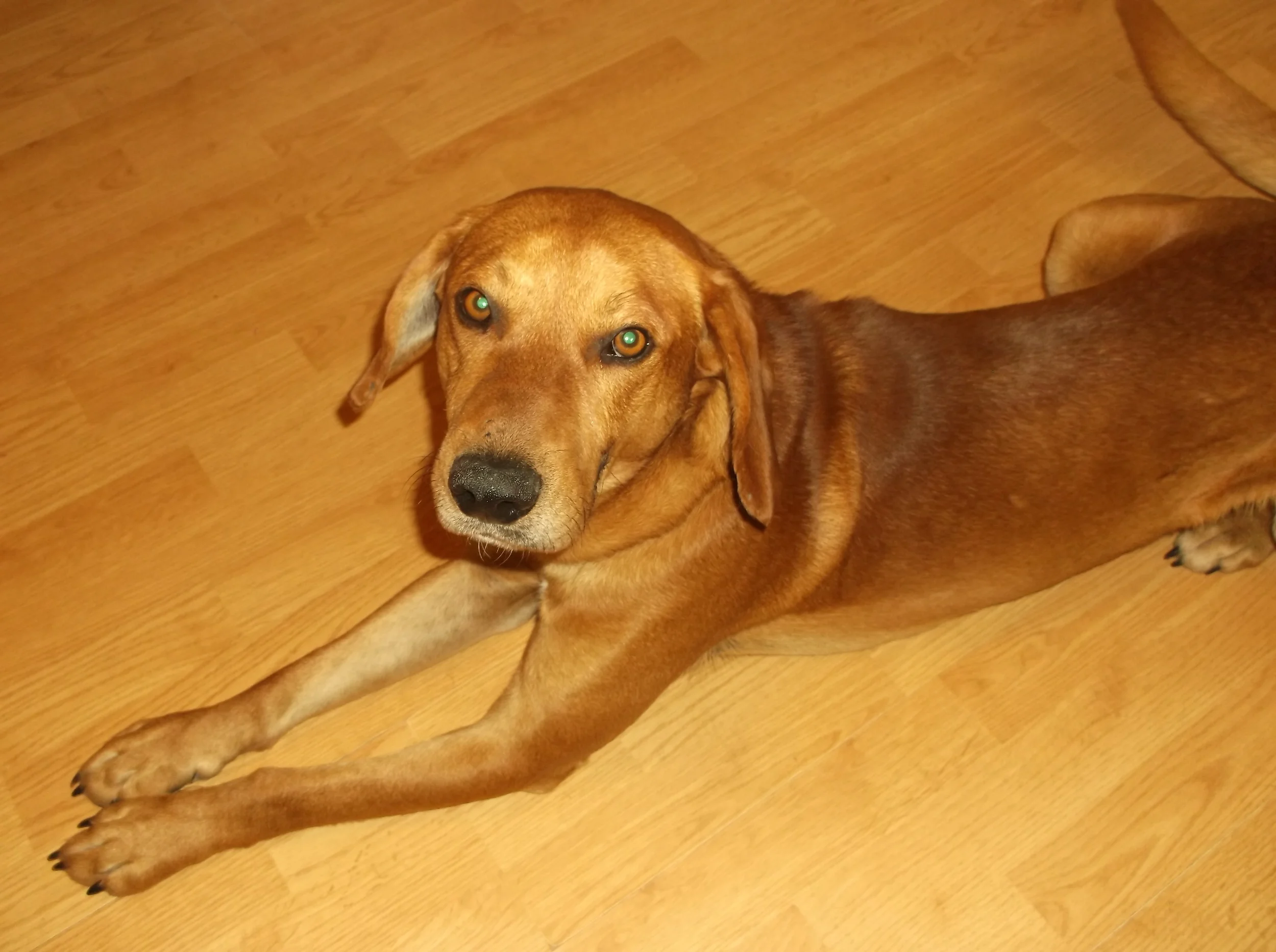 Background from Alabama rescue: Ryder was a stray that lived up the road at our local Quick Mart. My husband Jeff, as well as some other locals around here, would go there daily and feed him. He got to where he would hear Jeff's van and come meet him with wags, hugs, and kisses. We didn't know what happened to him–we thought he was possibly a shooting victim or was injured in a dog attack–but he had a hole in his cheek for several months. We eventually took him to the vet to repair the hole, and they found shrapnel in his face and elsewhere.