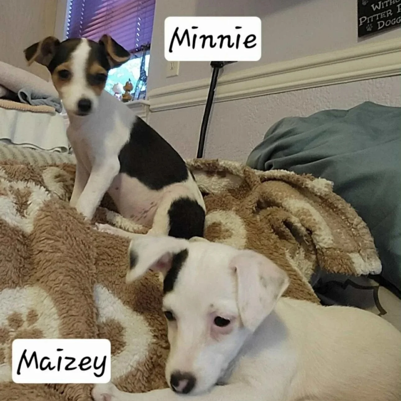 Minnie1.jpg