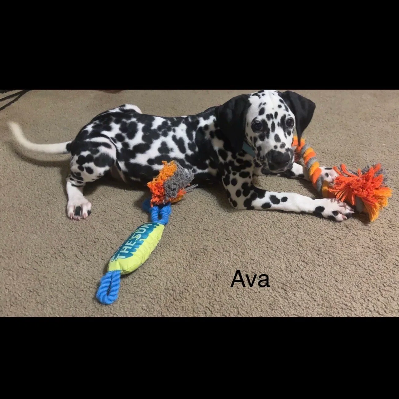 Ava2.png